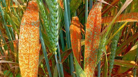 Frontier Focus | KASP technology helps wheat rust resistance breeding: from genotyping to precision breeding